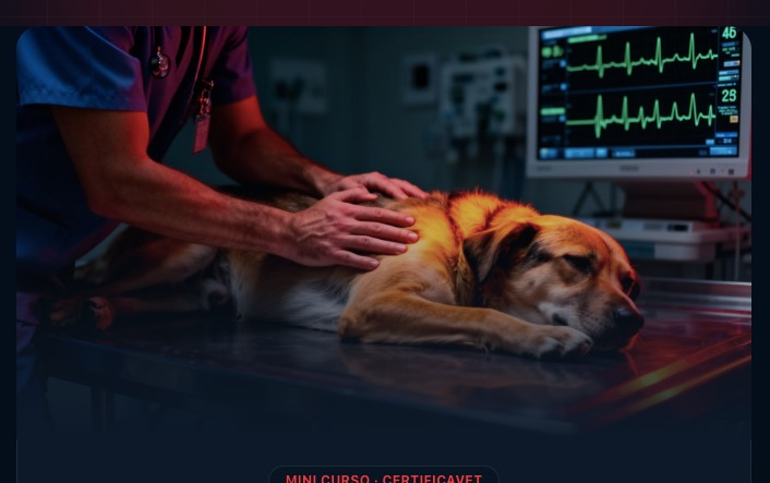 Veterinário em UTI atendendo paciente crítico
